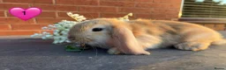 Mini Lop rabbits for sale: 🥕🐰Beautiful mini lops🐰🥕 - Advert 1