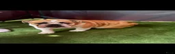 English Bulldog dogs for stud: 🐶 ENGLISH BULLDOG STUD 🐶  - Advert 2