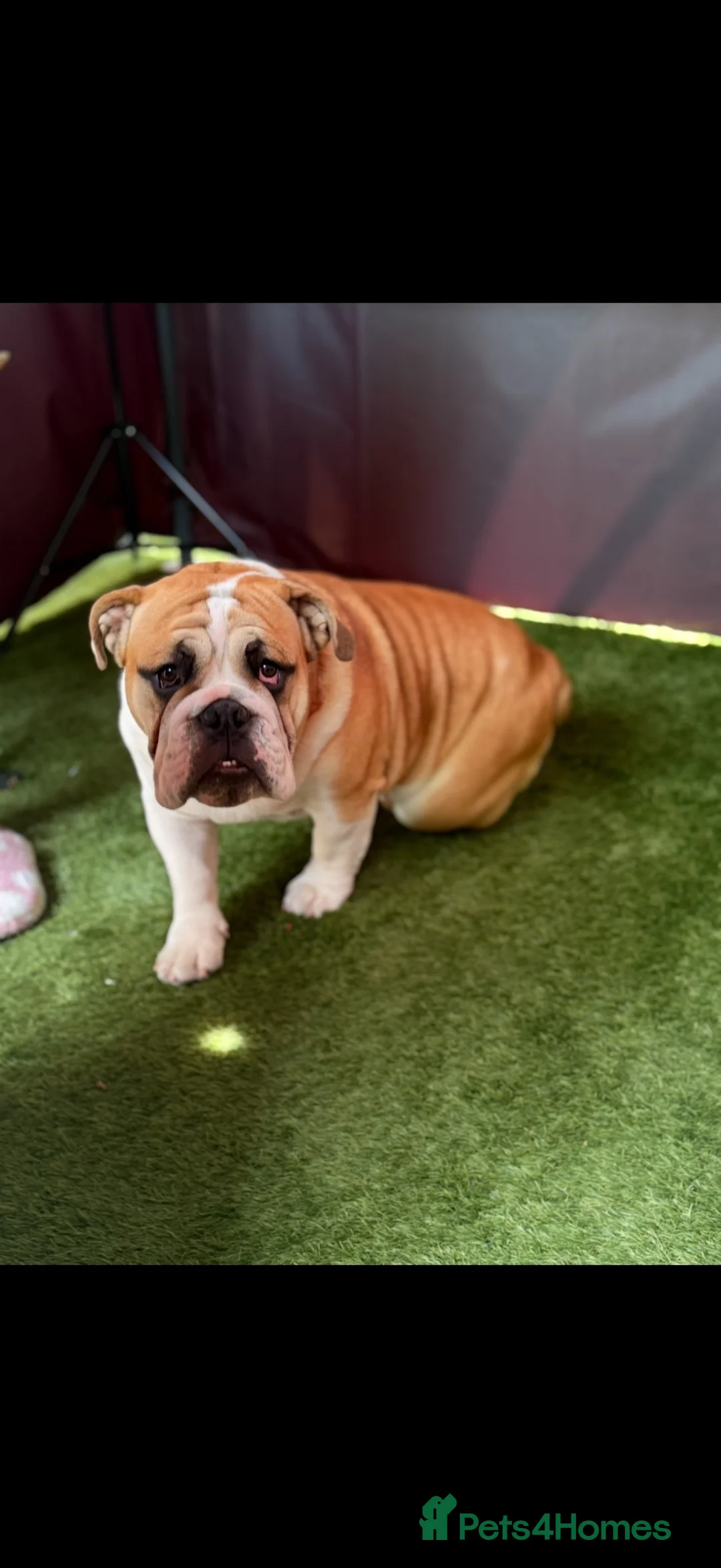 English Bulldog dogs for stud: 🐶 ENGLISH BULLDOG STUD 🐶  - Advert 2
