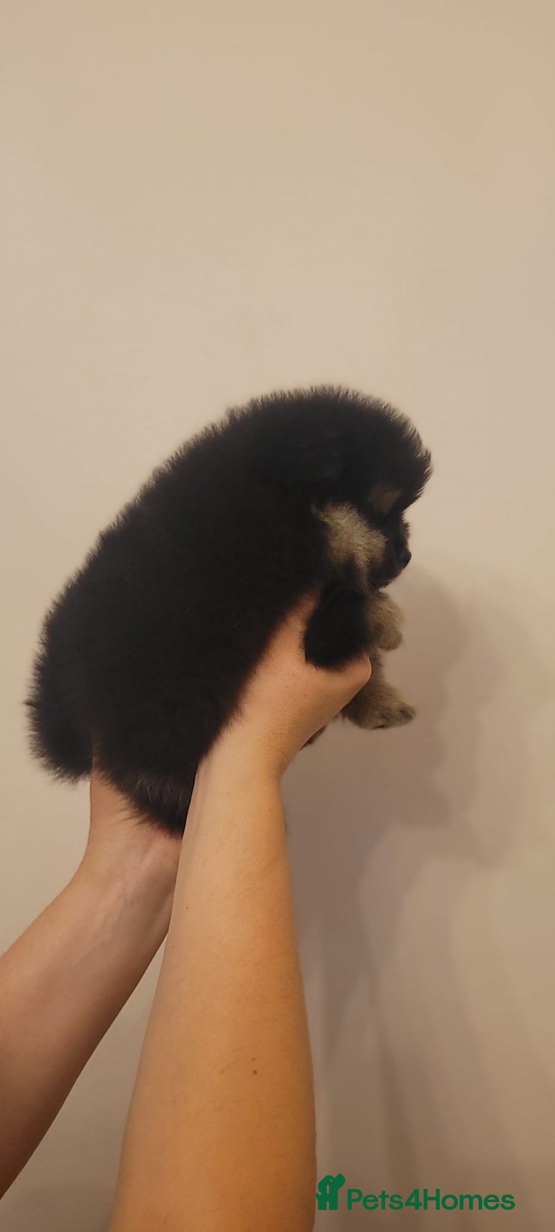 Pomeranian dogs for sale: 🐾 Adorable High-Quality Pomeranian Puppies  - Image 3