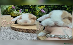 Mini Lop rabbits for sale: Mini lop babies - Image 4