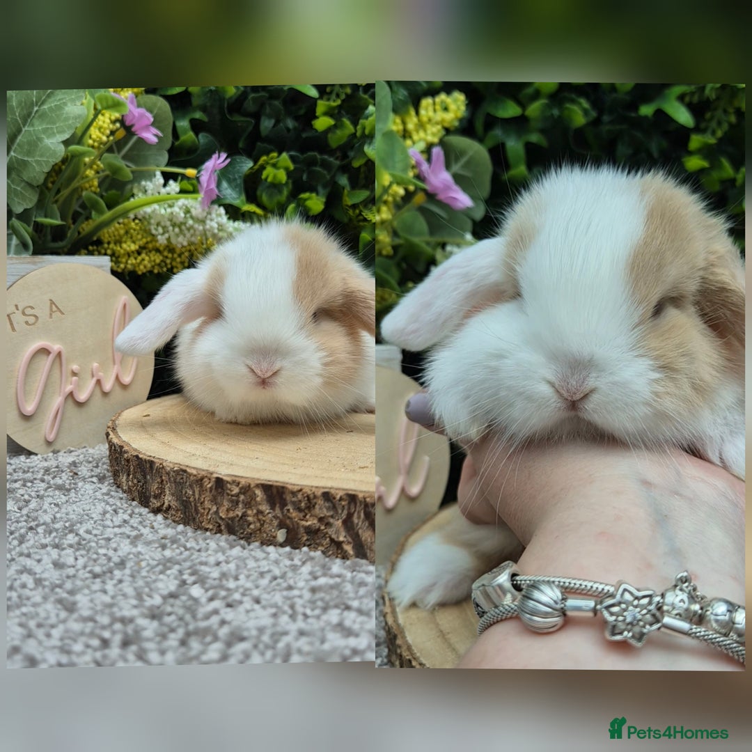 Mini Lop rabbits for sale: Mini lop babies - Image 4