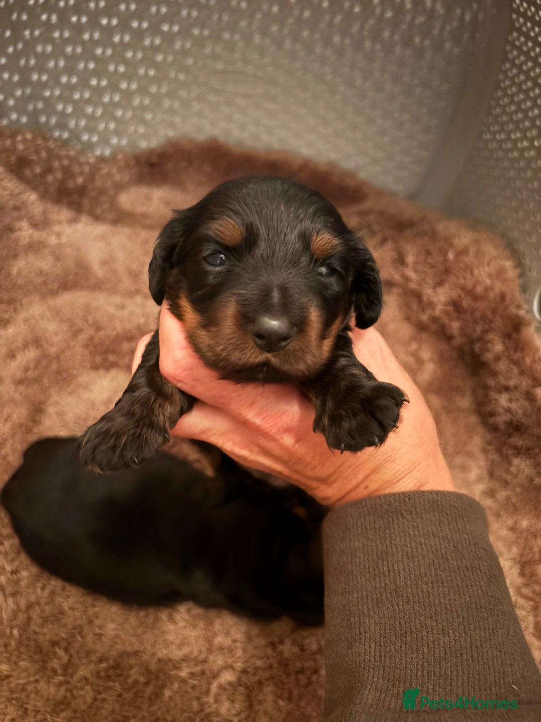 Miniature Dachshund dogs for sale: Miniature Dachshound puppies  - Image 3
