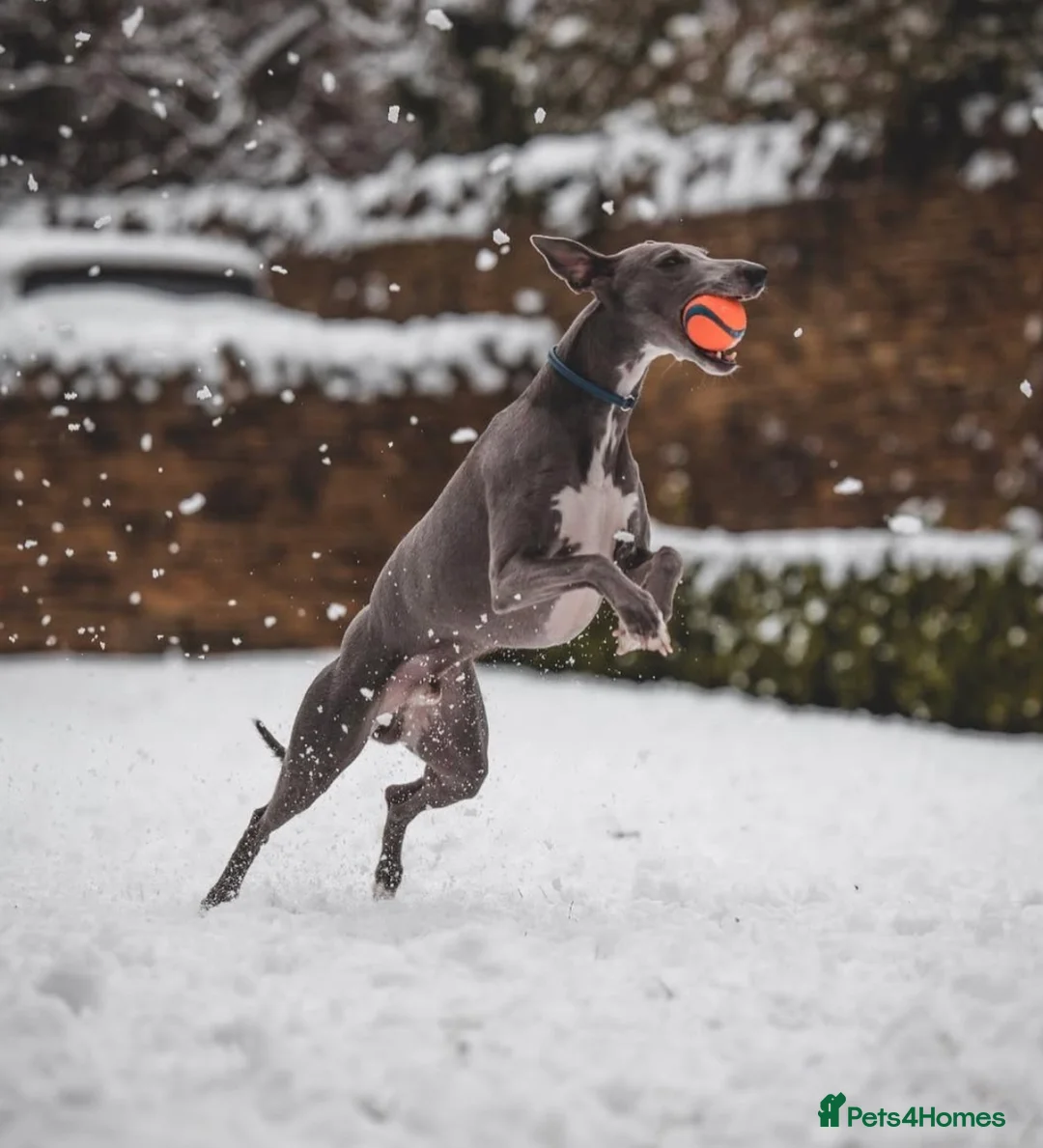 Whippet dogs for stud: KC reg blue whippet for stud - Advert 4