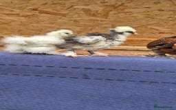 Quail poultry for sale: Jumbo celadon quail/Bantams chicks & more - Image 7