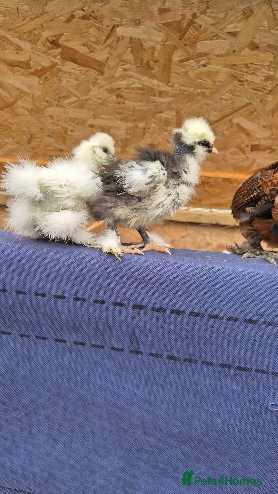 Quail poultry for sale: Jumbo celadon quail/Bantams chicks & more - Image 7