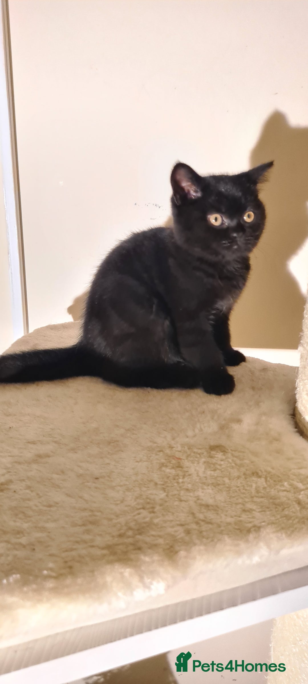 British Shorthair cats for sale: British shorthair black and blue kittens - Advert 26