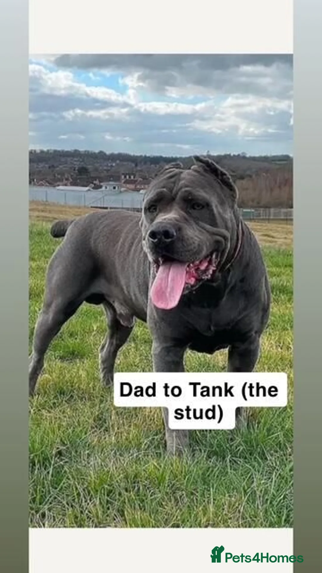 Cane Corso dogs for stud: Male cane corso stud - Advert 12