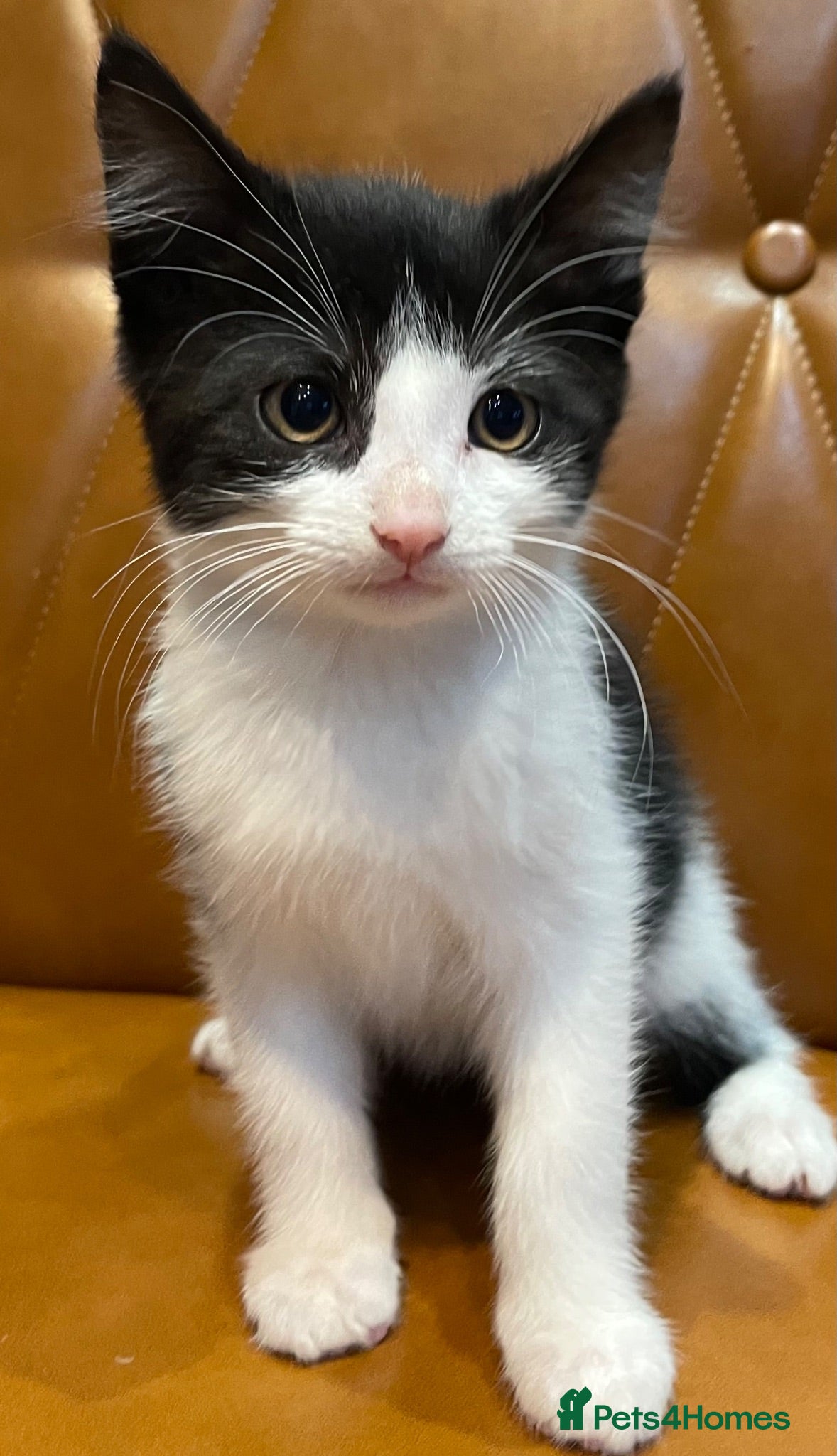 Mixed Breed cats Beautiful kittens need a new home - Advert 16