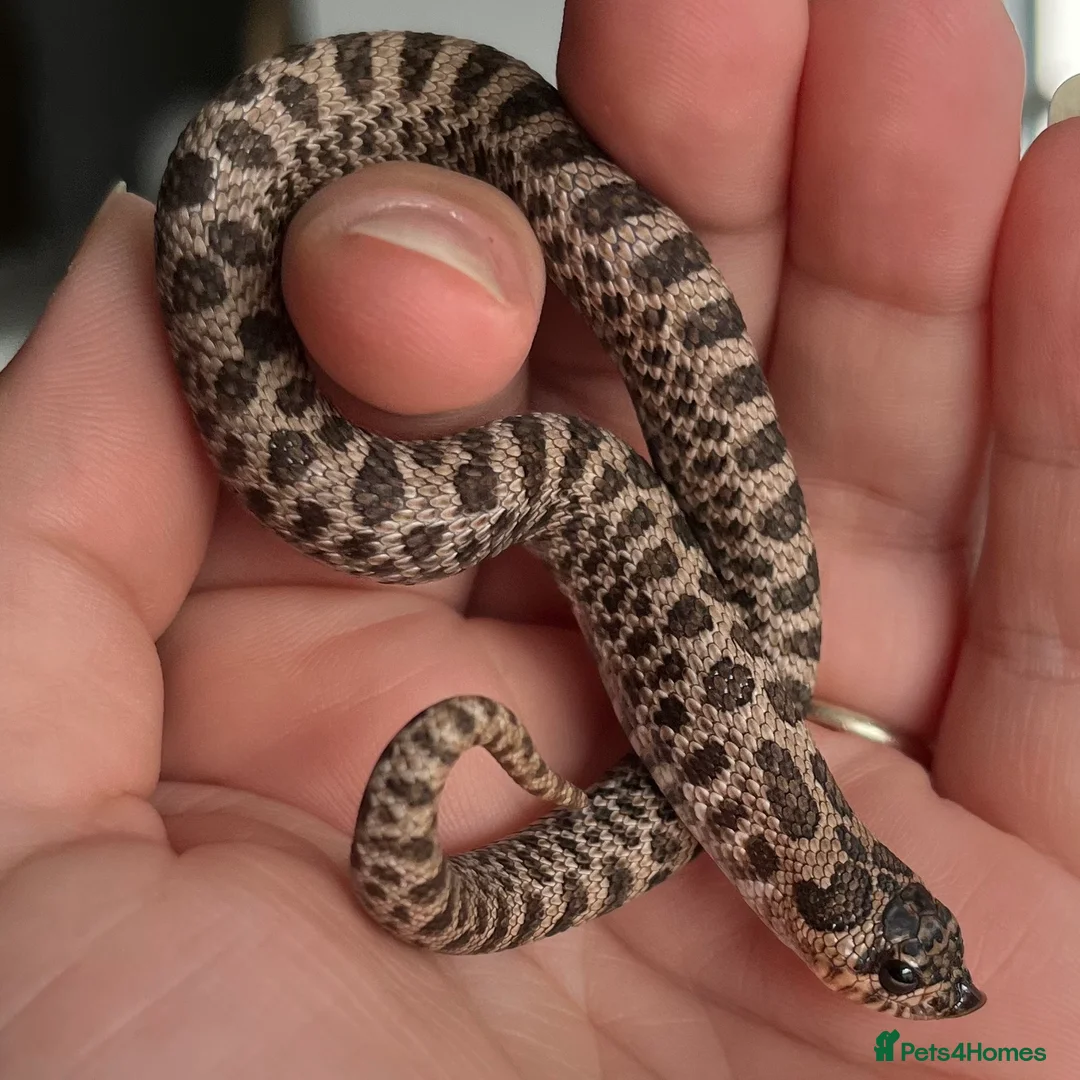 Snake reptiles for sale: Various 2024/2025 Western Hognoses - Advert 11