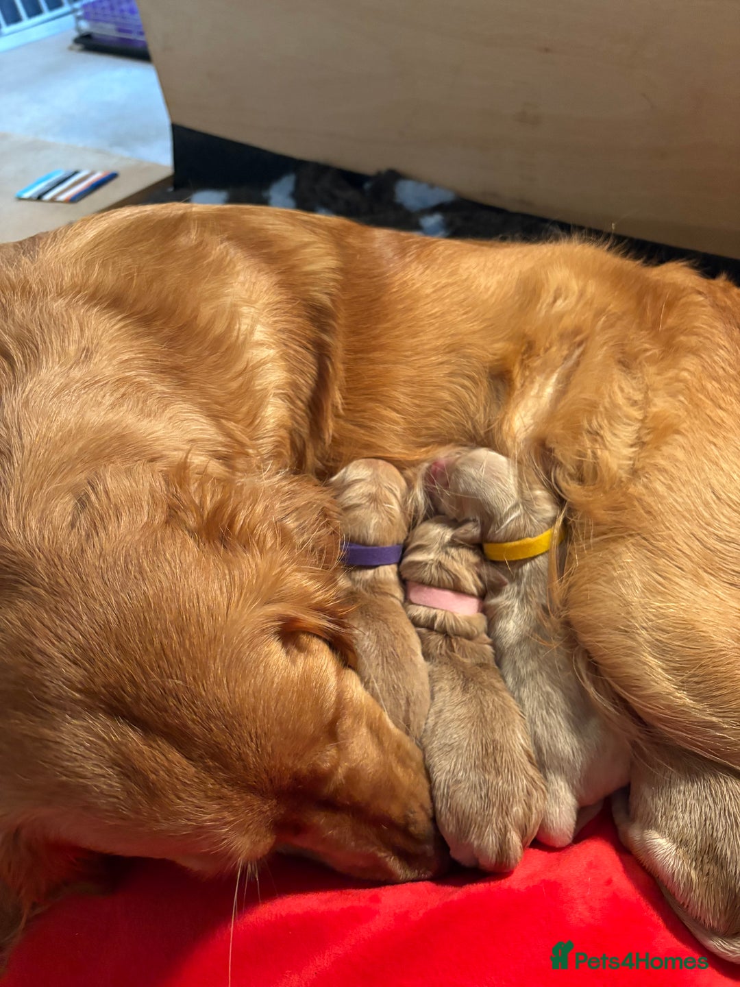 Golden Retriever dogs for sale: 1 female Golden Retriever Pup left for sale🥰🏡 - Advert 19