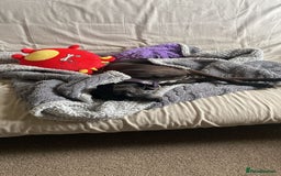 Italian Greyhound dogs for sale: Classic Italian greyhound babies  - Image 18