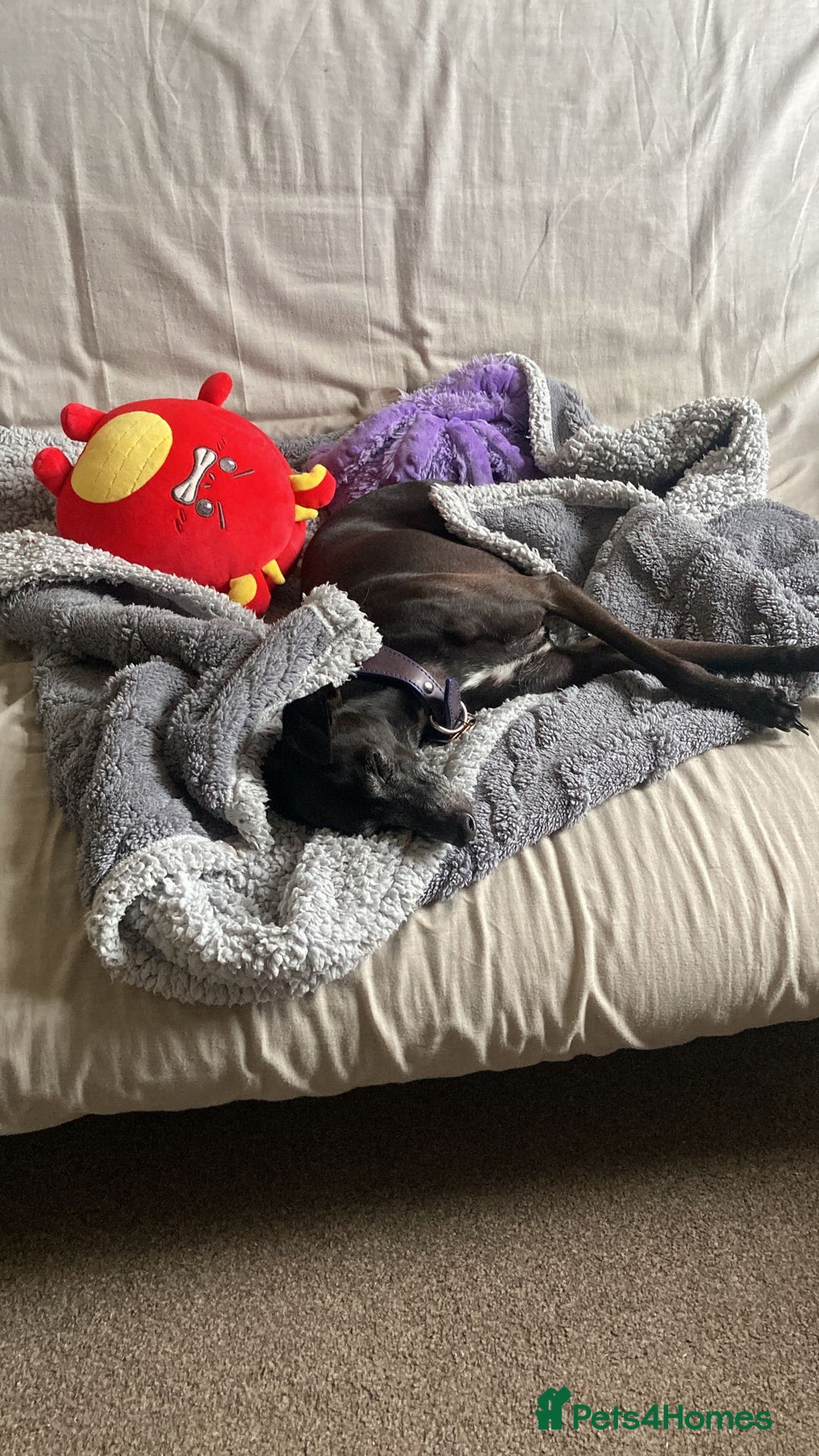 Italian Greyhound dogs for sale: Classic Italian greyhound babies  - Image 18