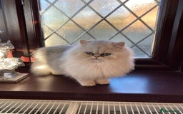 Persian cats for sale: Persian Chinchilla kittens - Image 7