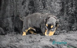 Miniature Dachshund dogs for sale: KC PRA Clear Mini Longhair Daxies – Dapple - Advert 6