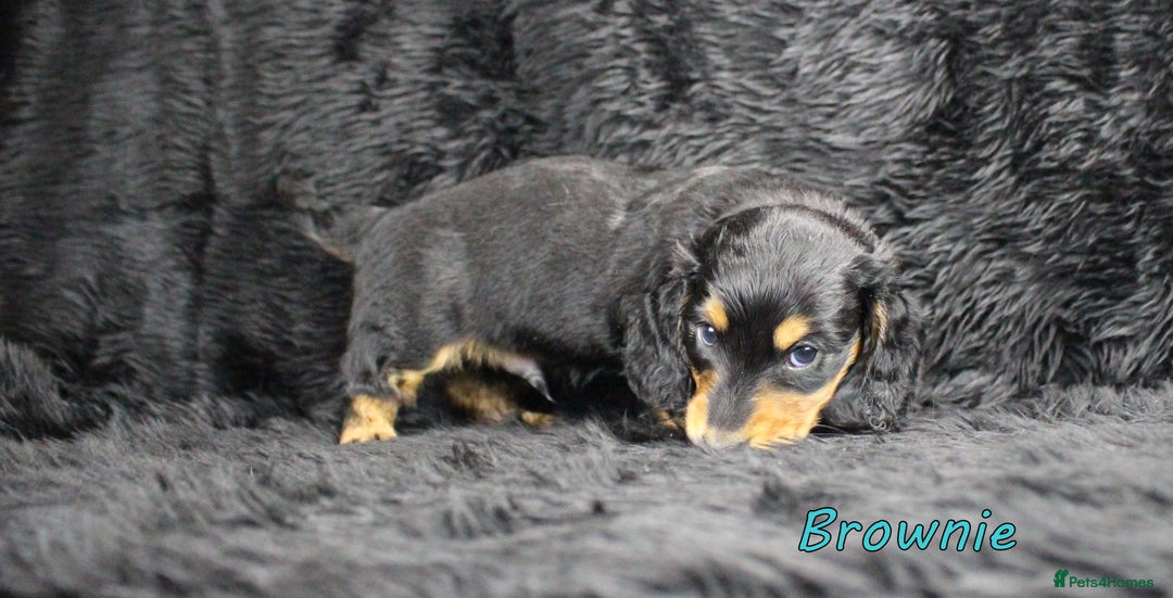 Miniature Dachshund dogs for sale: KC PRA Clear Mini Longhair Daxies – Dapple - Advert 6