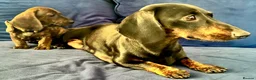 Miniature Dachshund dogs for sale: dachshund puppies UNIQUE fur patterns - Advert 28