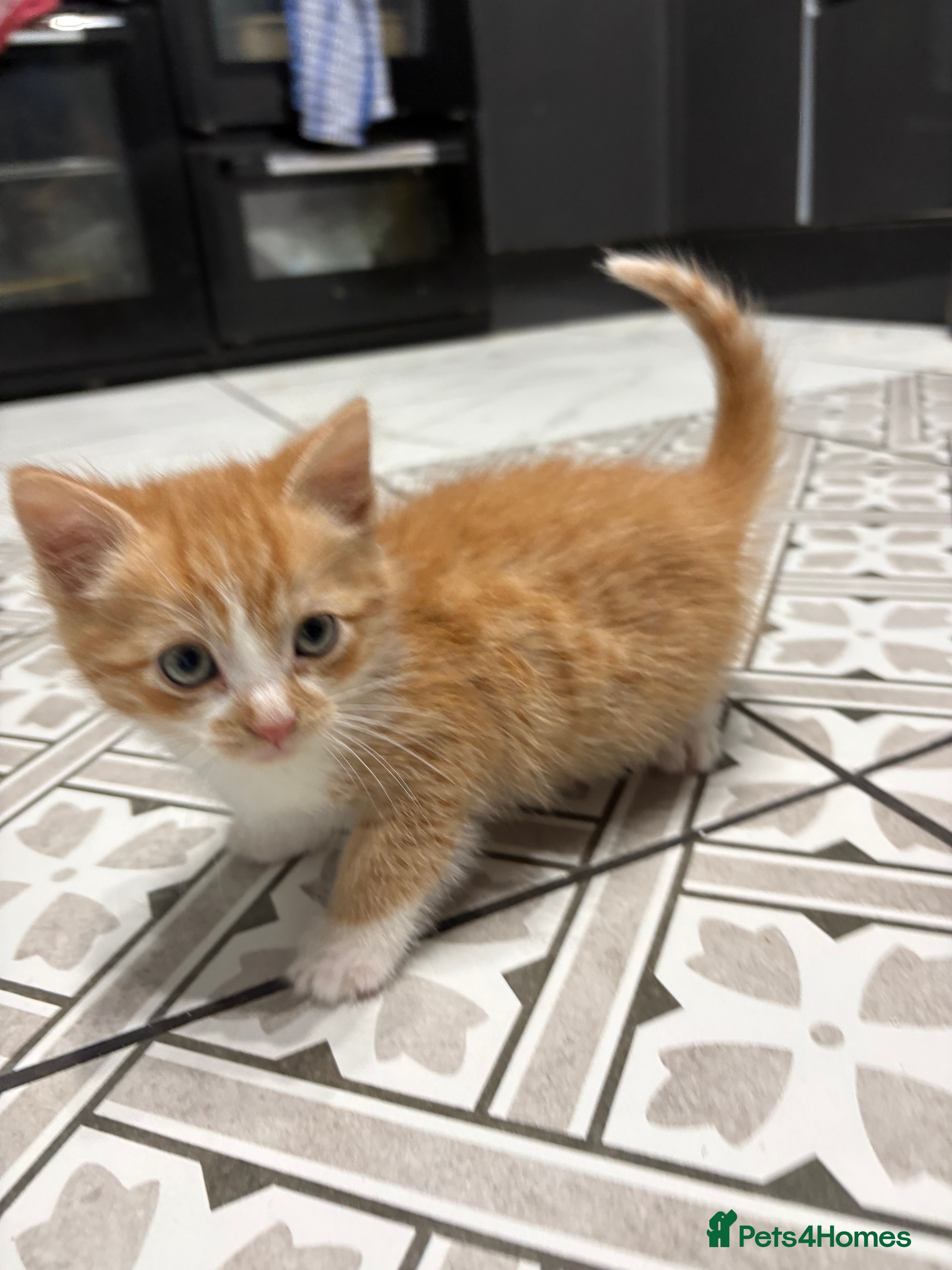 Mixed Breed cats 3 Adorable Kittens – 2 Girls & 1 Boy - Advert 5