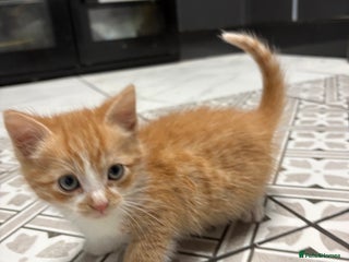 Mixed Breed cats 3 Adorable Kittens – 2 Girls & 1 Boy - Advert 5