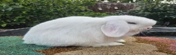 Mini Lop rabbits for sale: Baby mini lop rabbits    - Advert 2