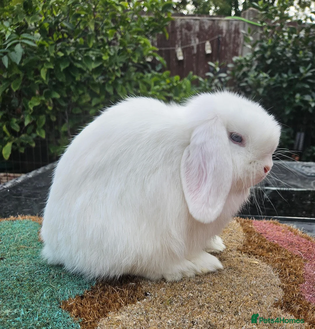 Mini Lop rabbits for sale: Baby mini lop rabbits    - Advert 2