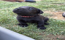 Labrador Retriever dogs for sale: Last remaining Beautiful Labradors  - Image 10