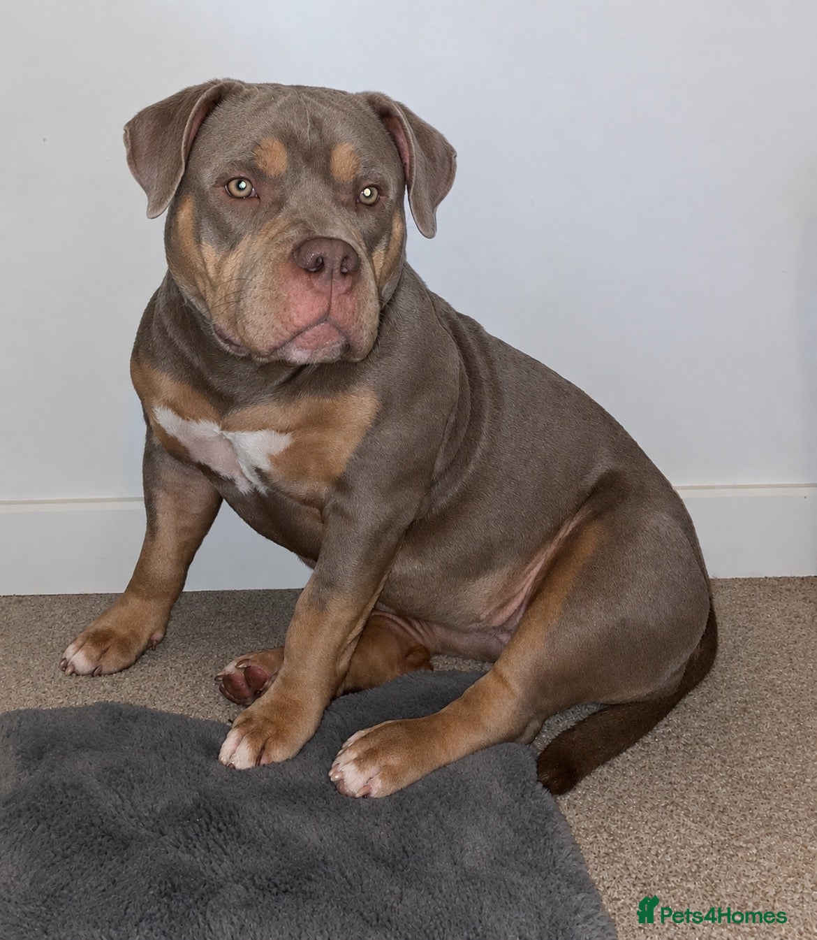 American Bully dogs American pocket bullies - Advert 1