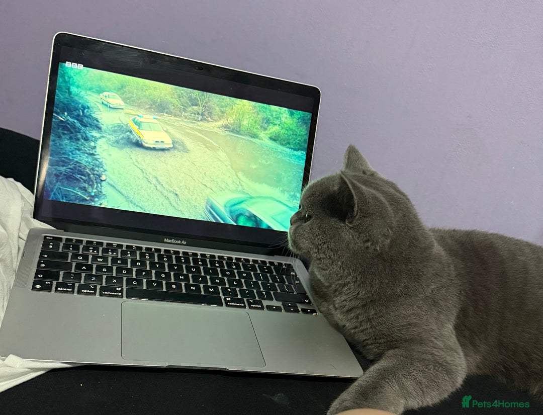 British Shorthair cats for sale: Bruce  - Advert 4