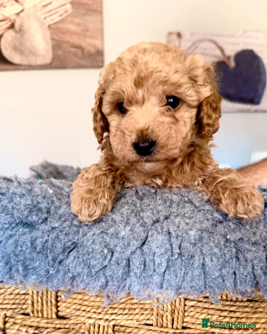 Poochon dogs for sale: Poochon Puppies  - Advert 10