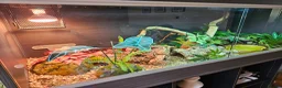 Milk Snake reptiles for sale: Milk snake and vivarium full set up for sale - Advert 3