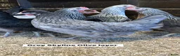 Chickens poultry for sale: Point of lay hens in a wide range of breeds  - Advert 9