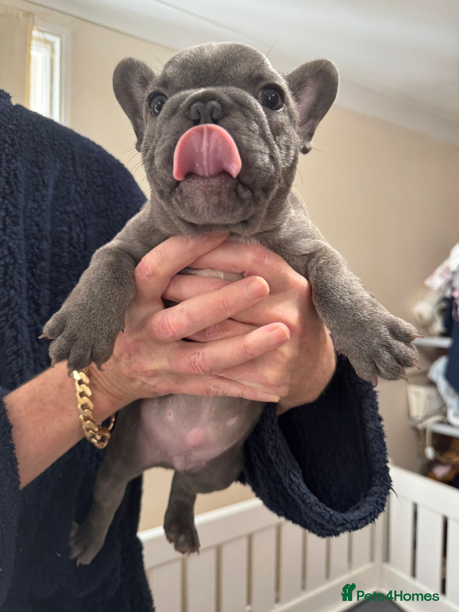 French Bulldog dogs 2 stunning french bulldogs  - Advert 8