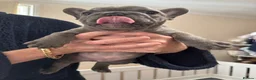 French Bulldog dogs for sale: 2 stunning french bulldogs  - Advert 1