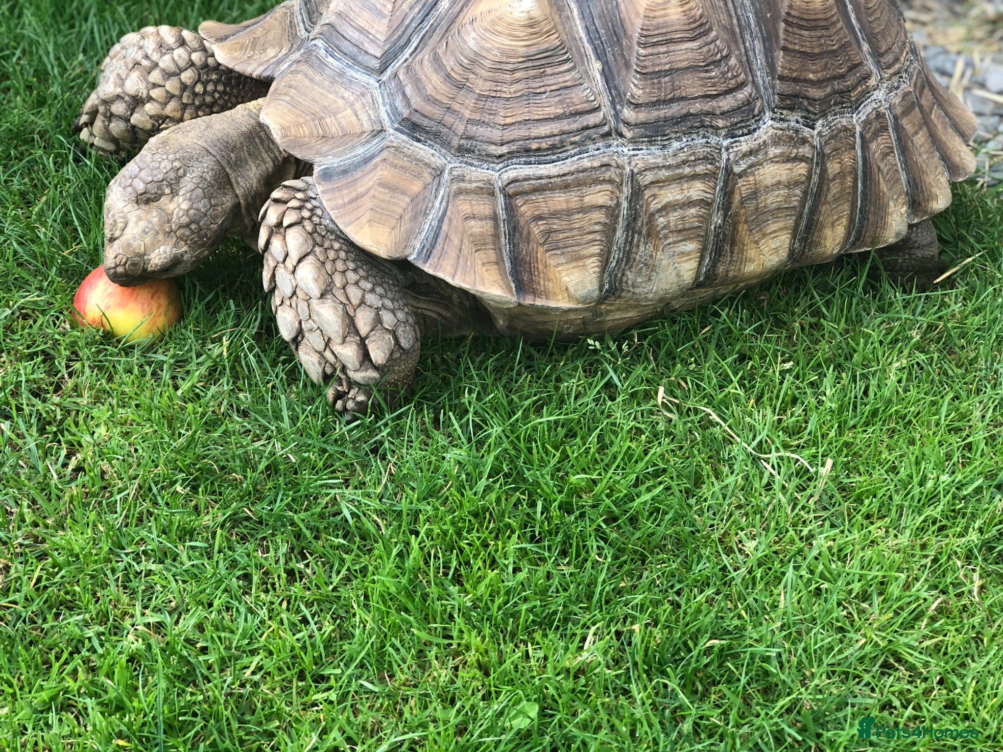 Tortoise reptiles Two sulcata tortoises - Advert 1