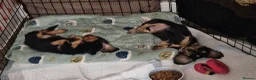 Miniature Dachshund dogs for sale: Champion Sired Mini Longhaired Dachshunds - Advert 5