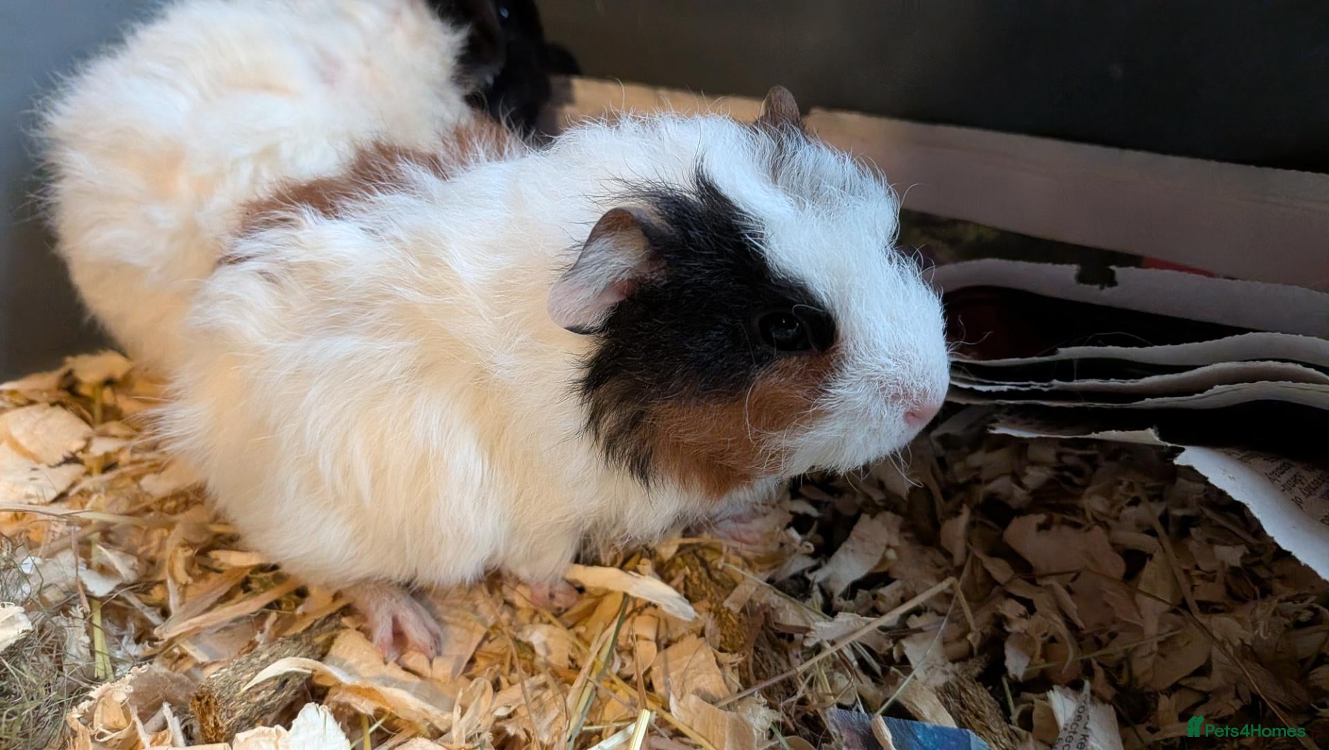 Guinea Pig rodents for sale: Beautiful Baby Guinea Pigs  - Advert 1