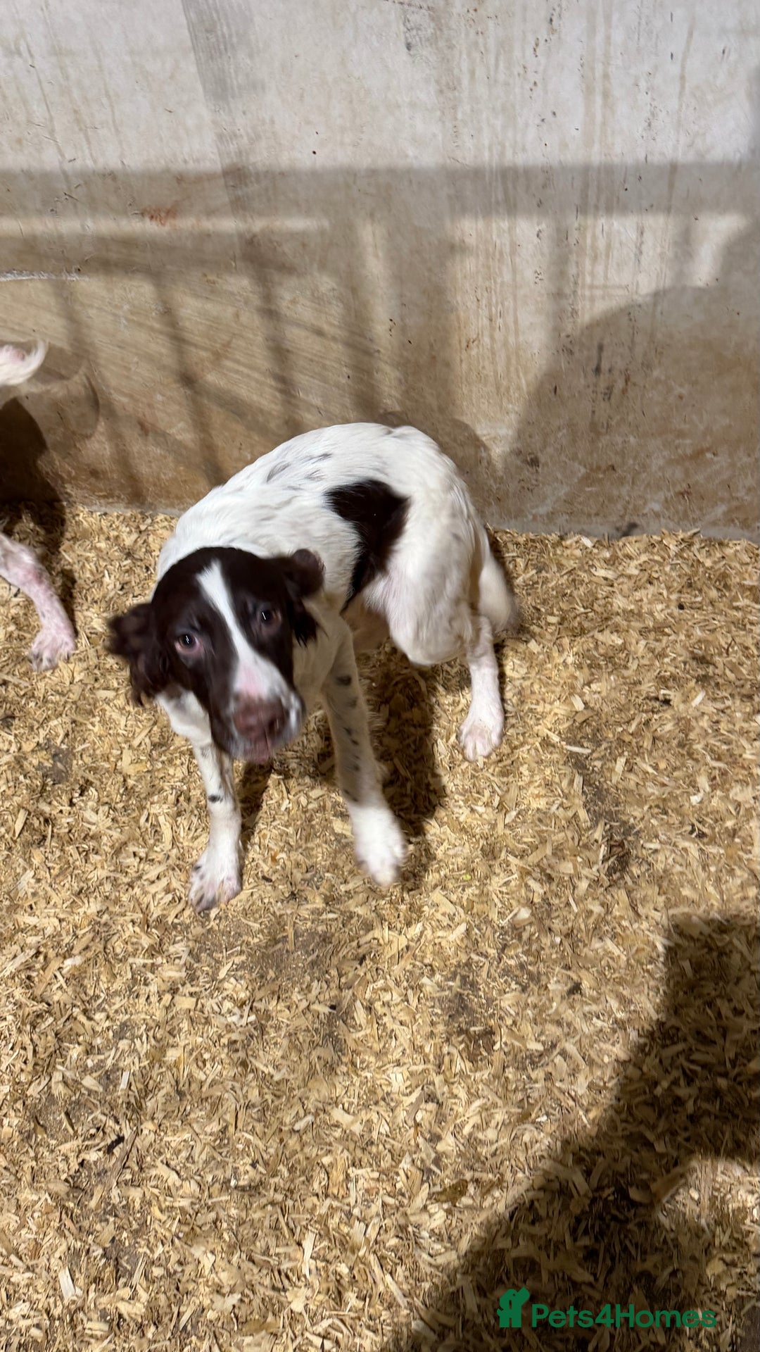 English Springer Spaniel dogs for sale: English Springer Spaniels  - Advert 4