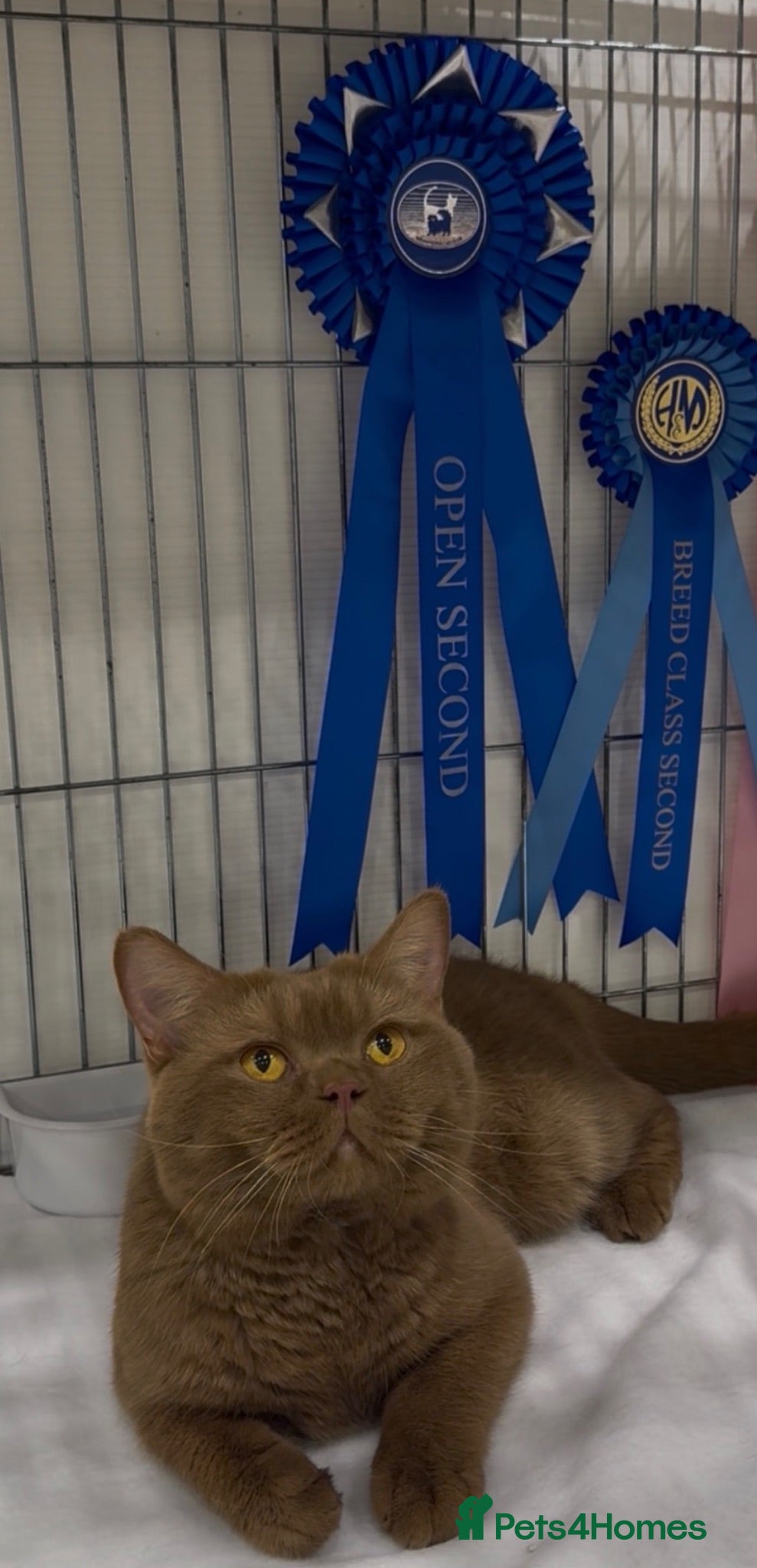 British Shorthair cats Cinnamon BSH Champion bloodlined Stud. - Advert 19