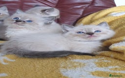 Ragdoll cats for sale: Stunning GCCF Registered Ragdoll Kittens. - Image 5