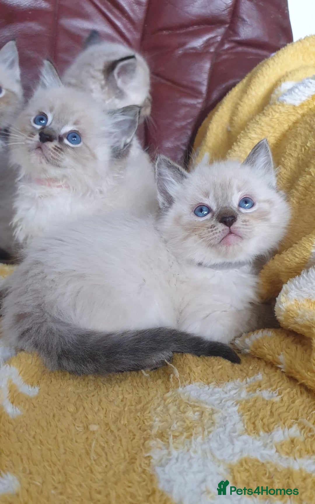 Ragdoll cats for sale: Stunning GCCF Registered Ragdoll Kittens. - Image 5