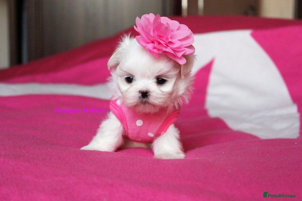 Maltese dogs Gorgeous Tiny Maltese for true breed lovers 💖 - Advert 17