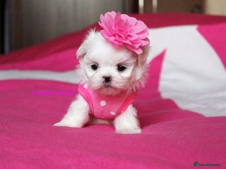 Maltese dogs Gorgeous Tiny Maltese for true breed lovers 💖 - Advert 17