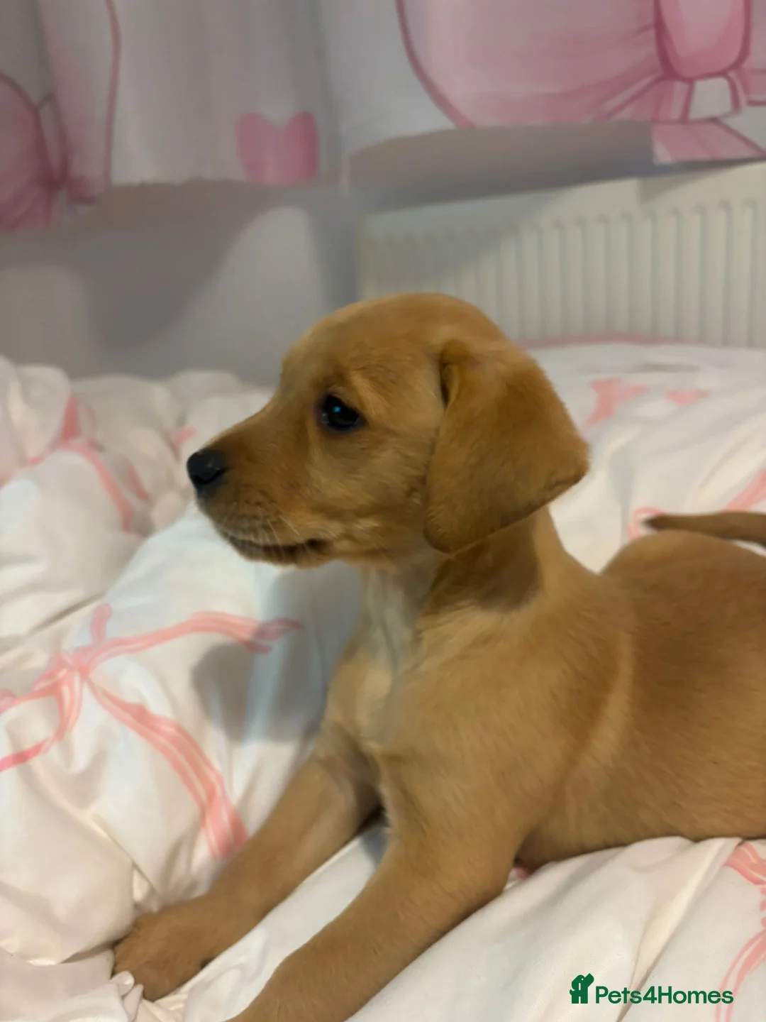 Labrador Retriever dogs for sale: Female labrador puppy in Corby - Advert 1