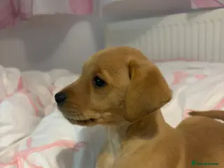 Labrador Retriever dogs Female labrador puppy - Advert 2