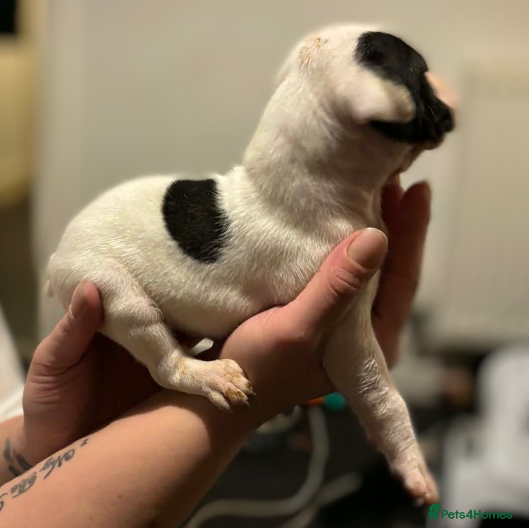 Mixed Breed dogs for sale: Bull cross staffy pups  - Advert 8