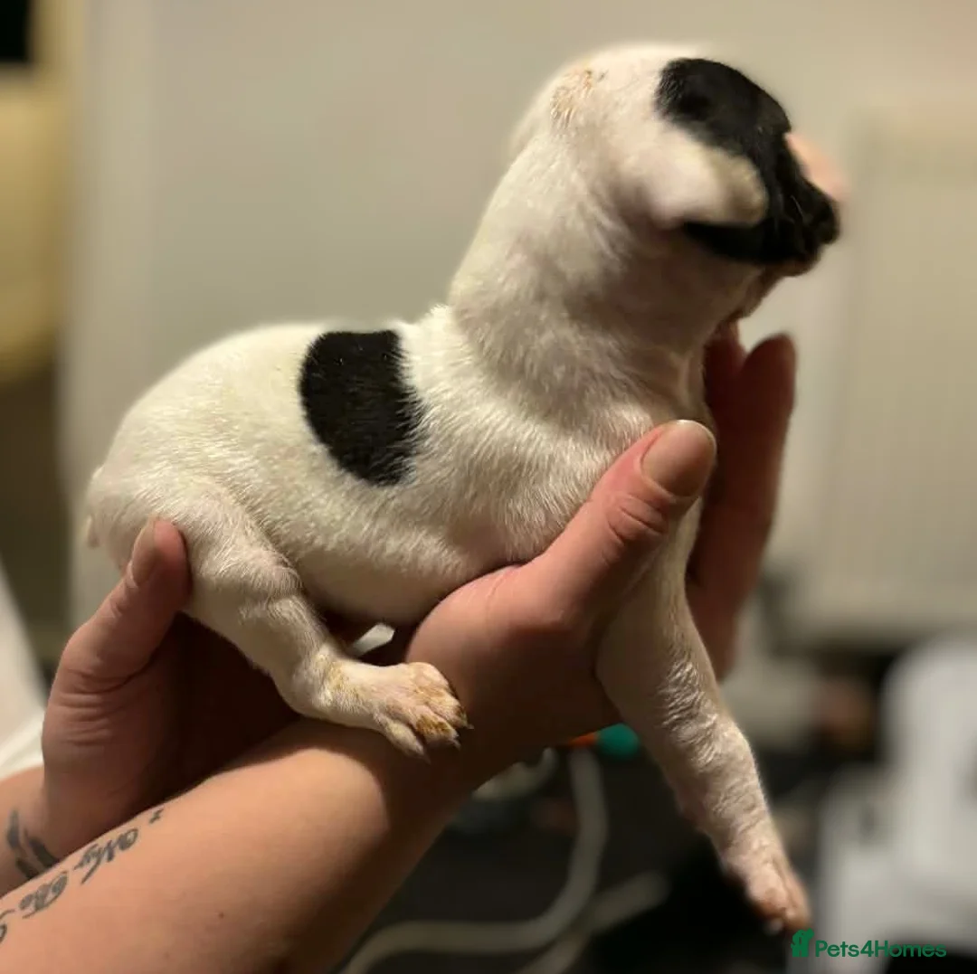 Mixed Breed dogs for sale: Bull cross staffy pups. LAST 2 GIRLS LEFT  - Advert 10