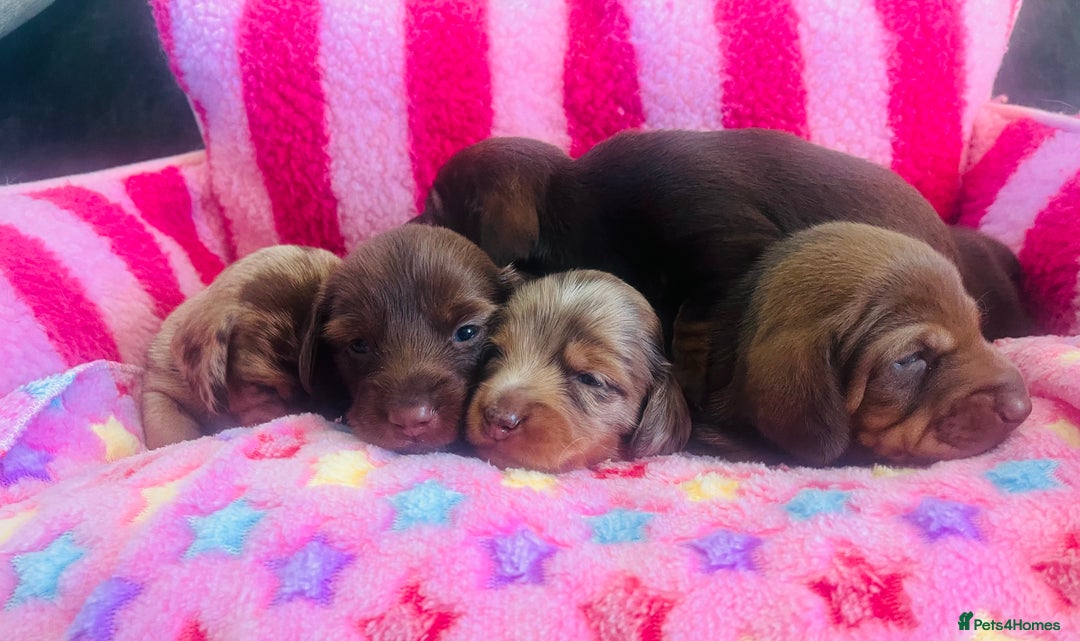 Miniature Dachshund dogs for sale: Stunning minature dachshund puppies - Image 22