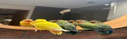 Lovebirds birds for sale: Cuddly hand reared lovebirds in London - Advert 7