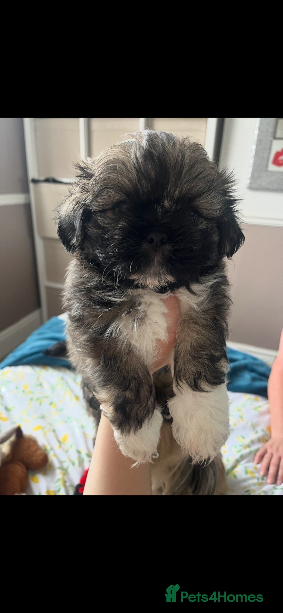 Shih Tzu dogs Shihtzu puppies 7 week old - Advert 14