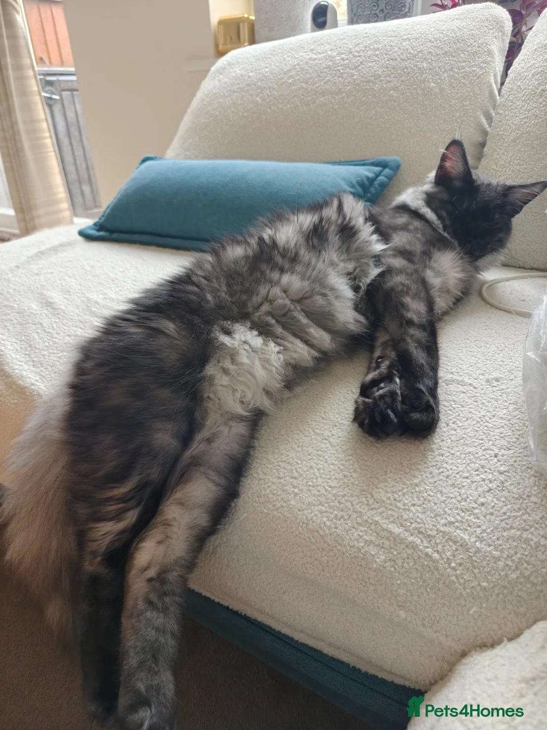 Maine Coon cats for sale: Beautiful Maine coon Black smoke  in Newquay - Advert 6